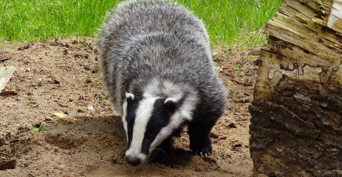 badger digging